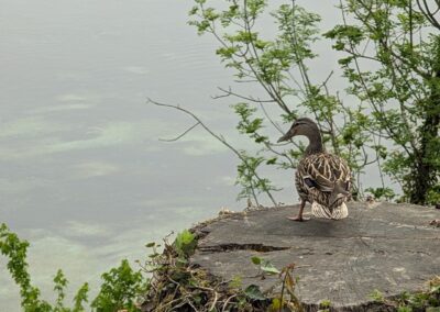 Inspiration am Flussufer im Thurgau für die organischen Formen von WabiSui Keramik.