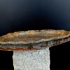 Seitenansicht des ovalen Wabi-Sabi Untertellers mit unglasiertem Tonrand